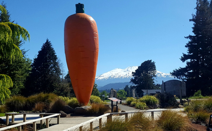 Ohakune Carrot